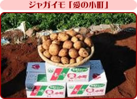 愛野町はジャガイモの産地として有名。ロマンスに育まれたジャガイモ 「愛の小町」 。